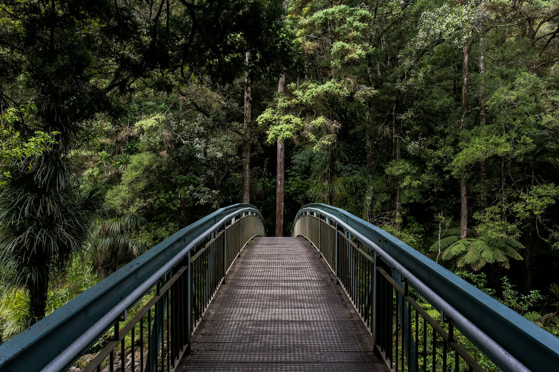 Uma ponte num caminho de floresta